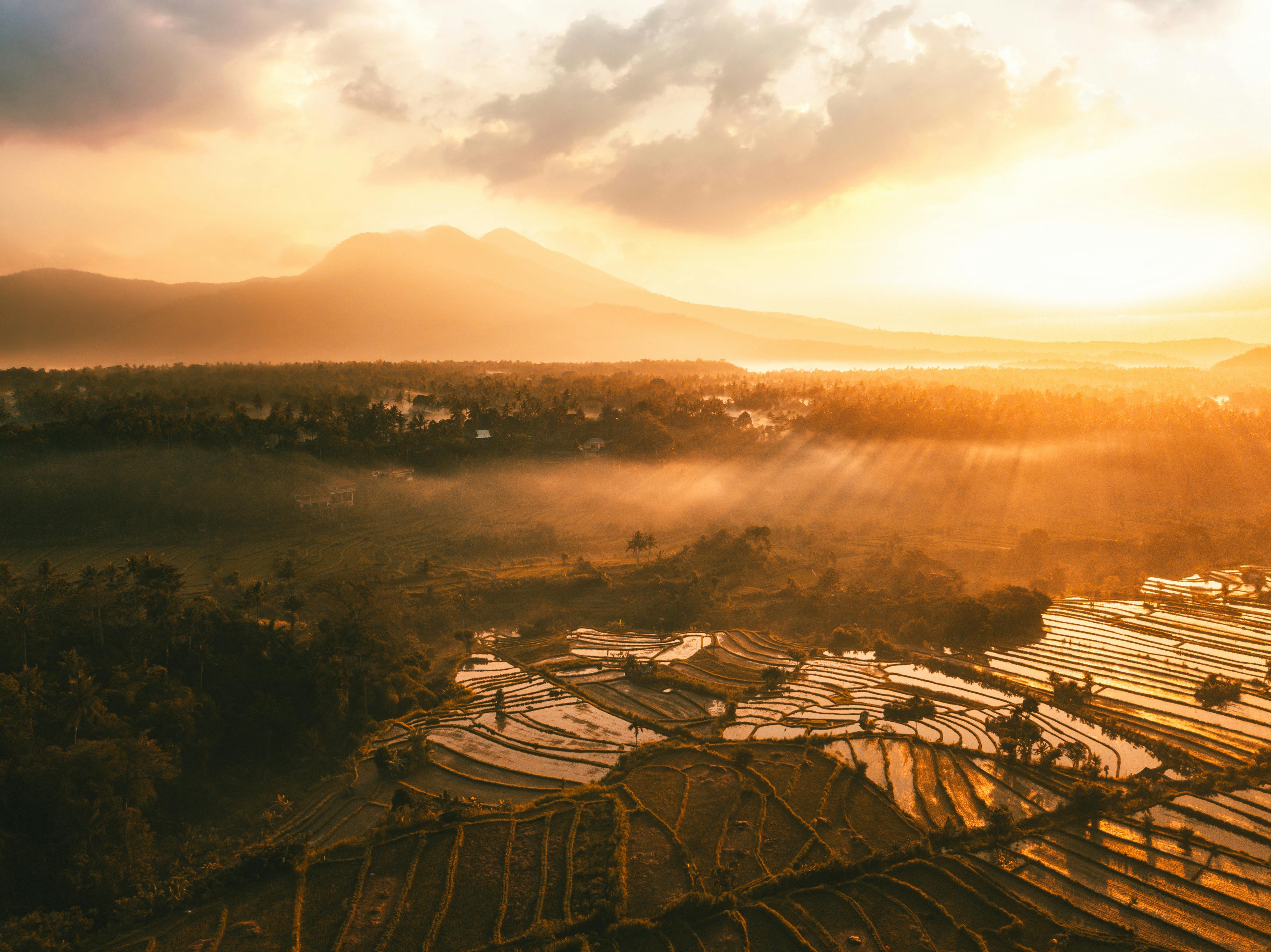 Tegalalang Rice Terraces